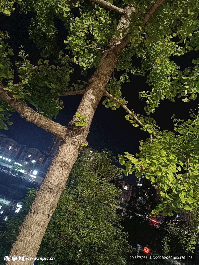 夜晚树下仰望城市灯火
