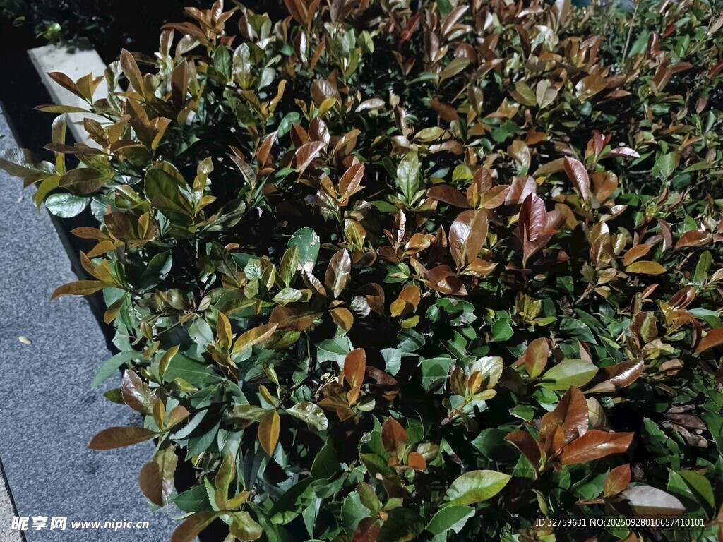 绿叶与红叶交织的植物