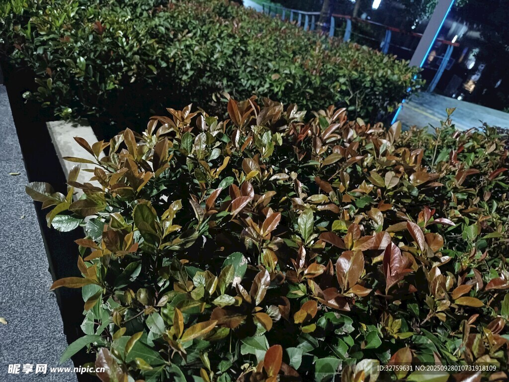 多彩叶片植物景观