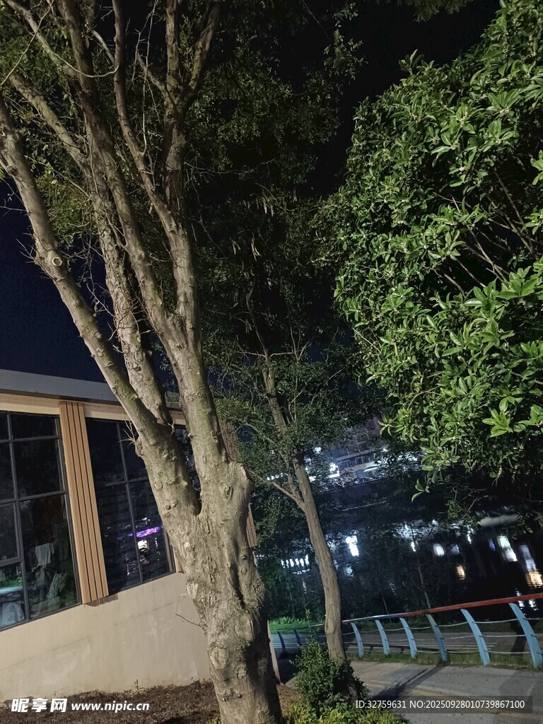 夜晚公园树木与建筑景致