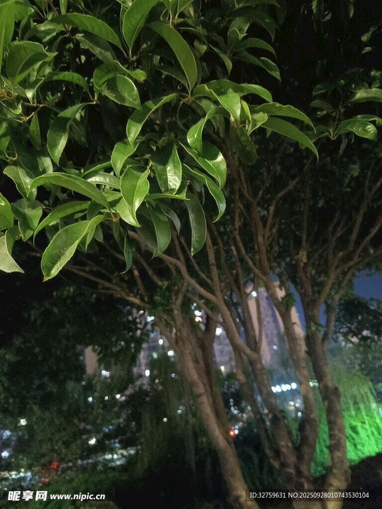 夜晚绿树掩映下的城市景观