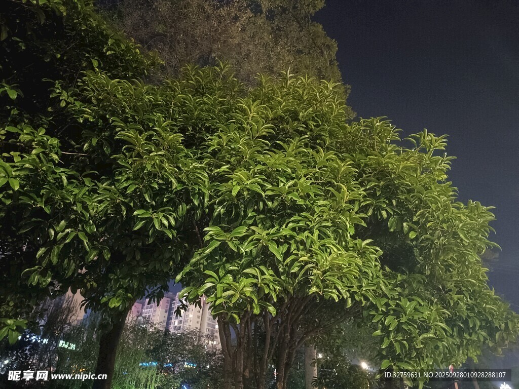 夜晚葱郁树木景观