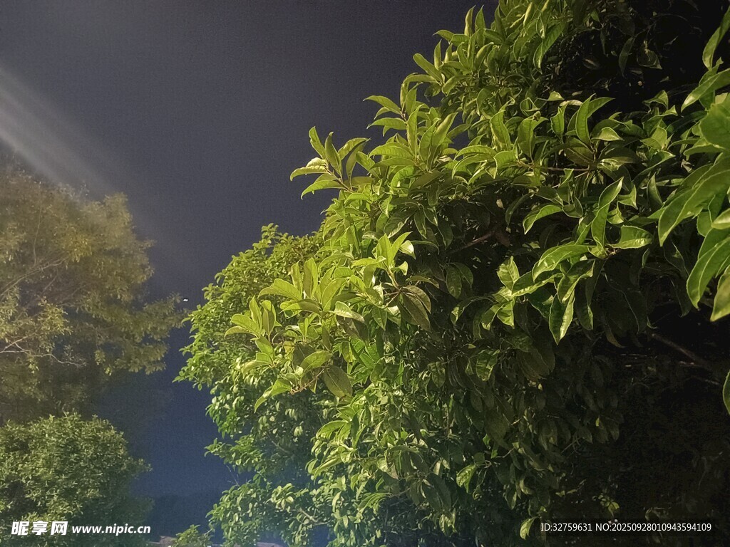 夜幕下的葱郁绿植