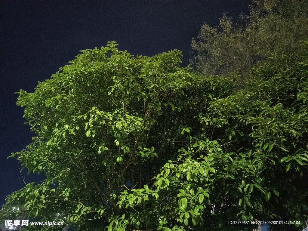 夜晚葱郁的绿树