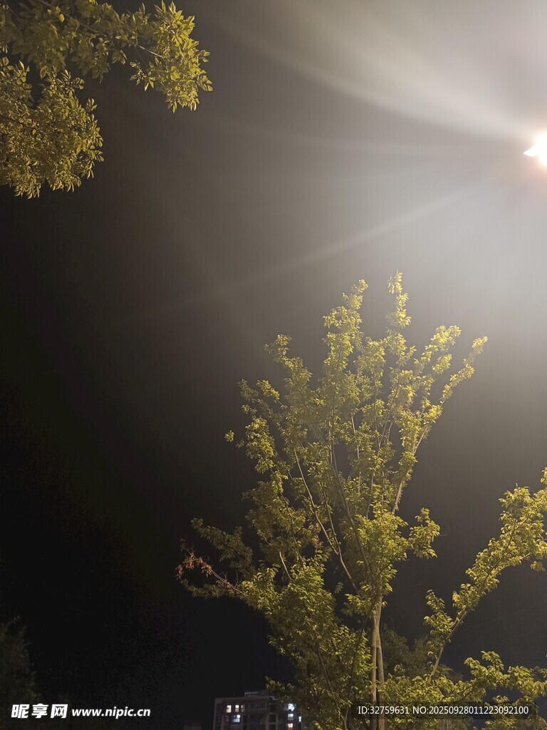 夜空中闪耀的树影与月光