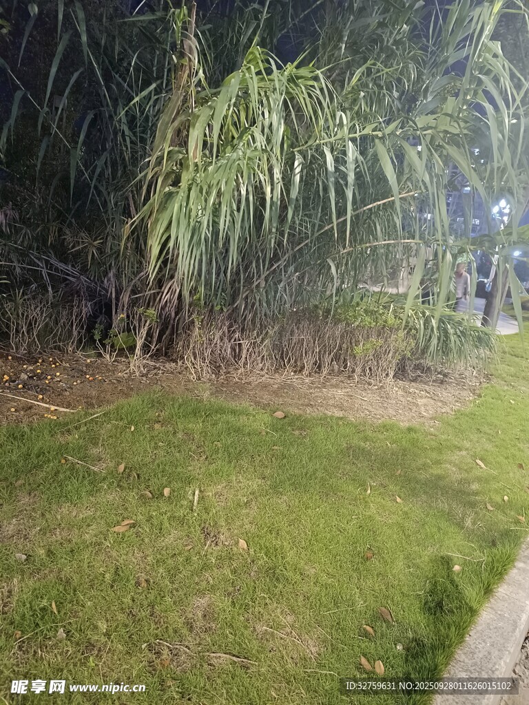 户外草地旁的葱郁竹林