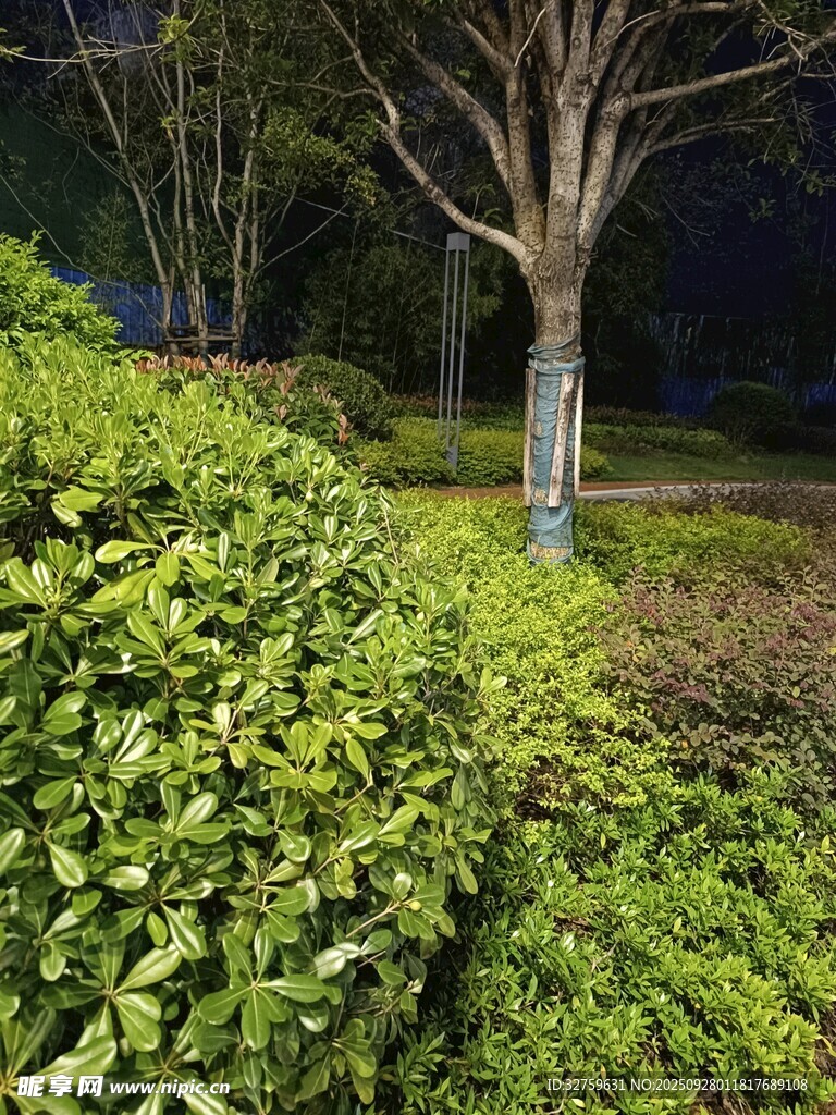 夜晚绿植环绕的树木景观