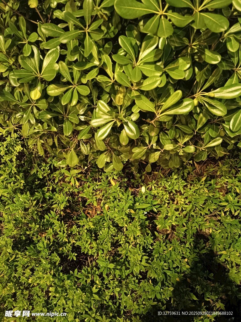 翠绿繁茂的地面植物景观