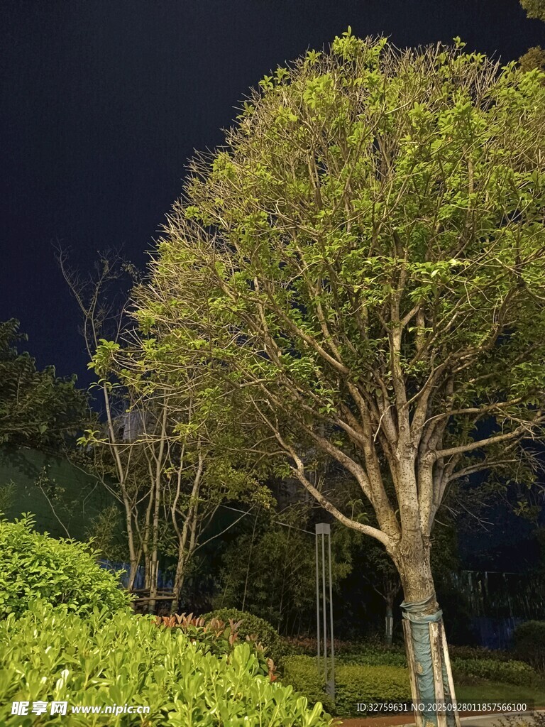 夜晚中的葱郁树木