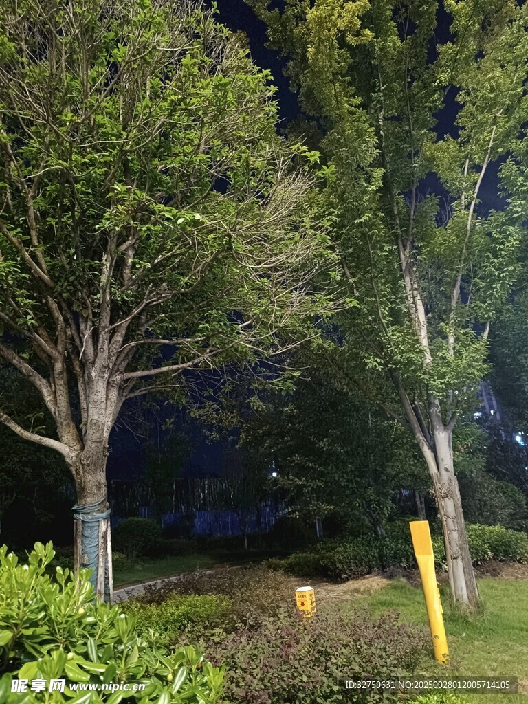 夜晚林间景致