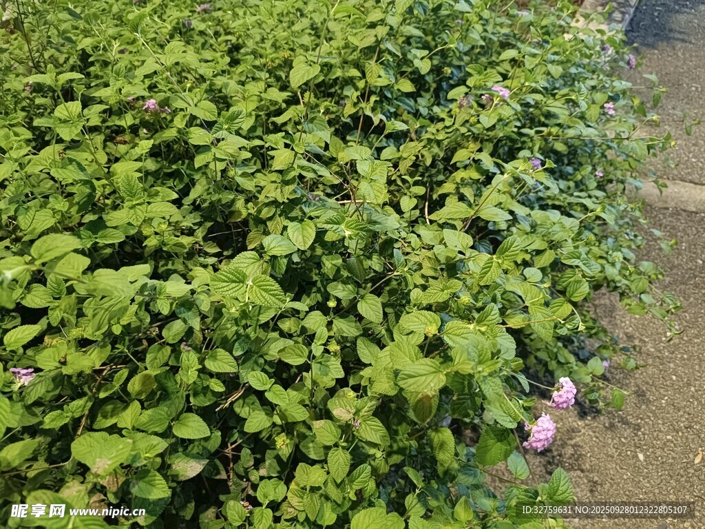 绿叶丛中的紫色小花