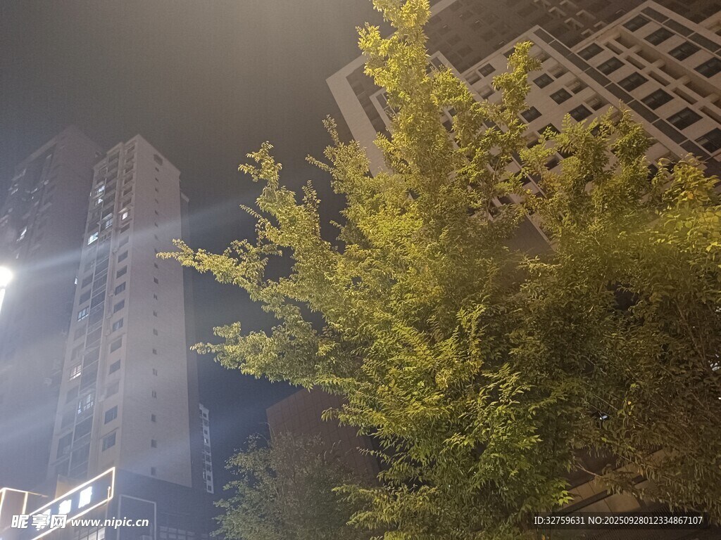 城市夜景中的繁茂绿树