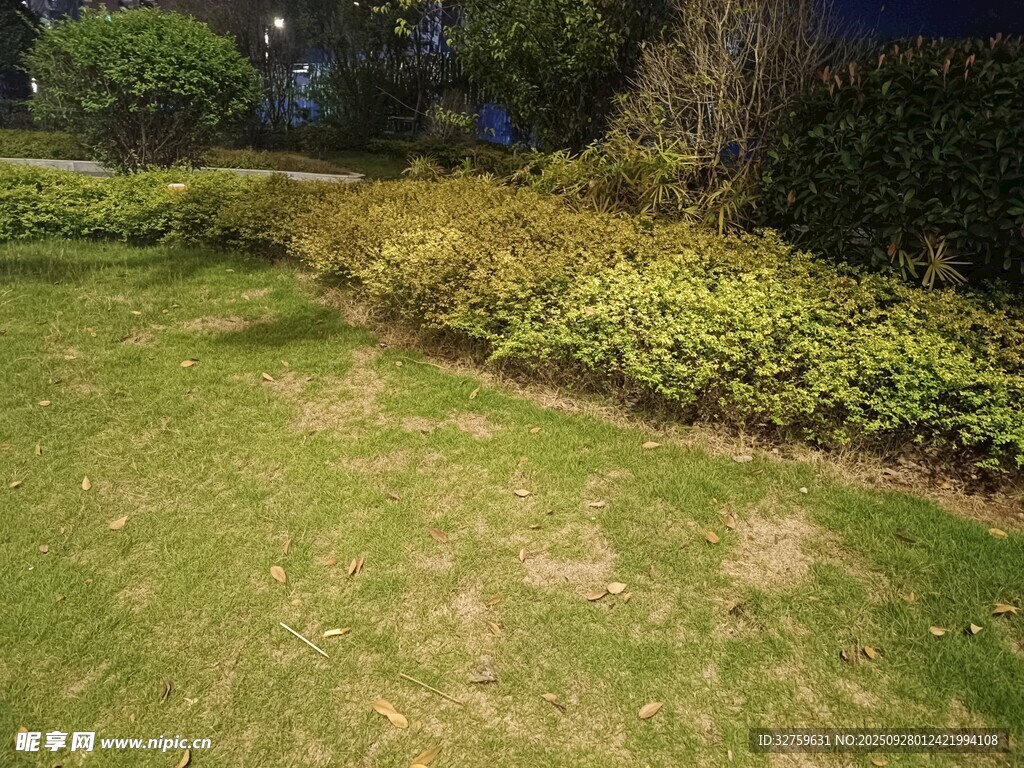 夜间草坪与绿植景观