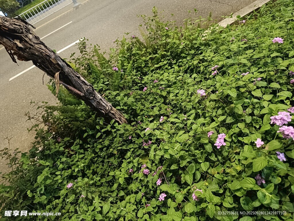 路边繁茂绿植与紫色小花