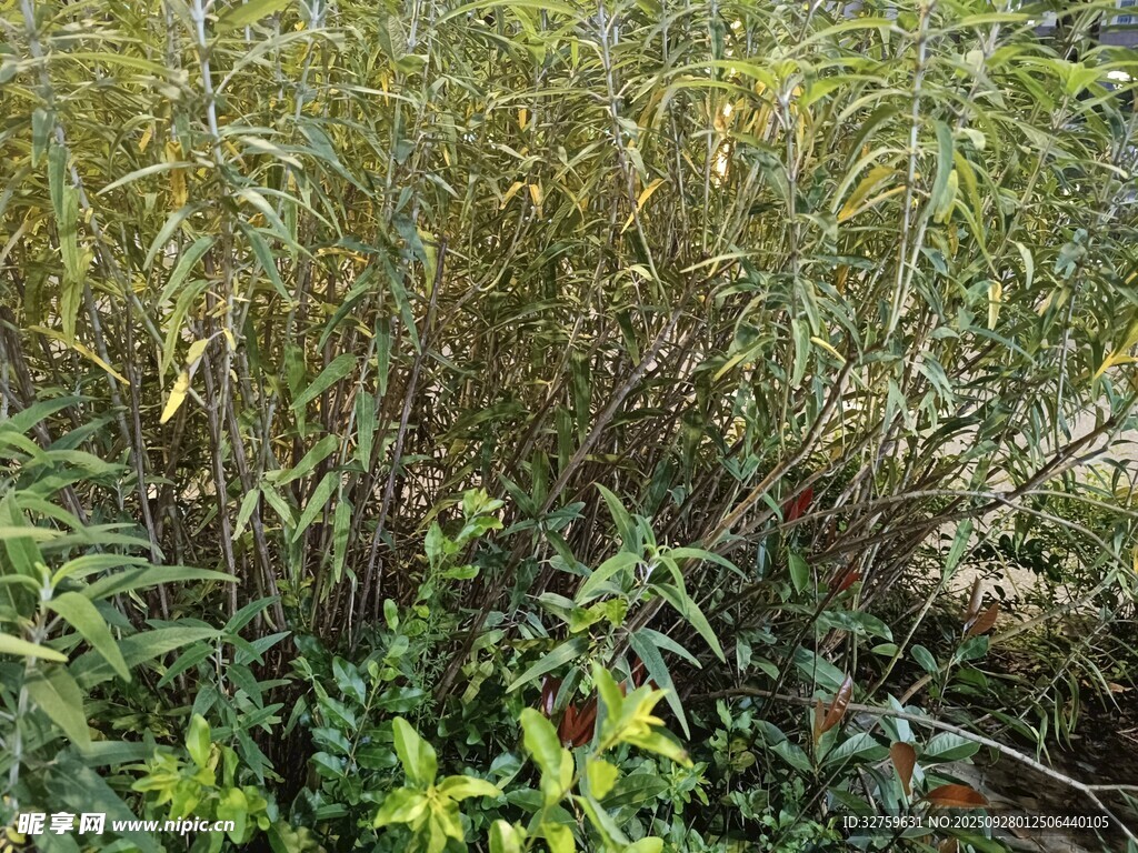 野外繁茂的绿色植物群