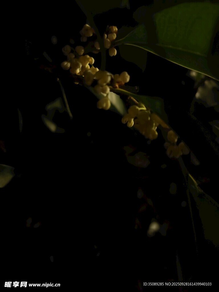 暗背景下的黄色小花