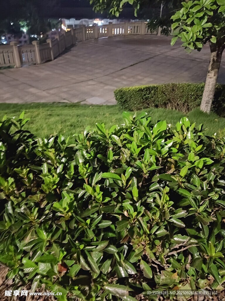 夜晚绿植环绕的户外场景