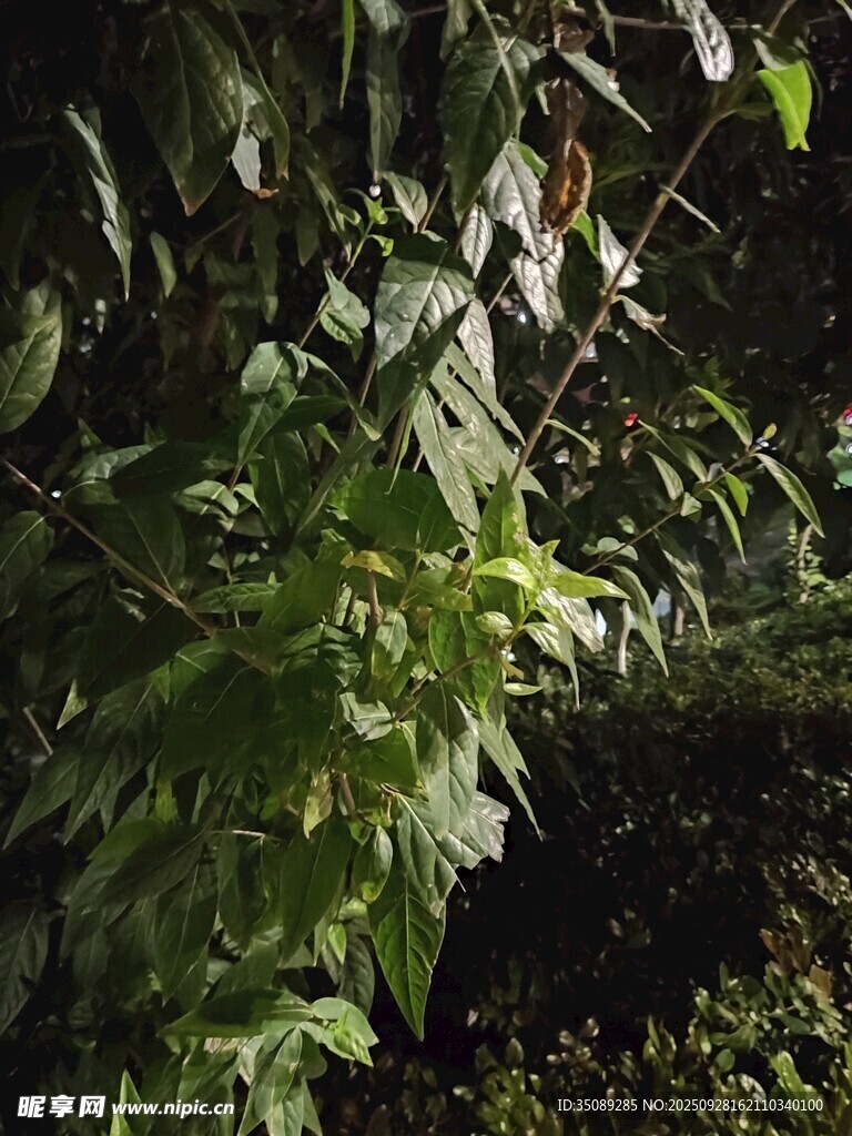茂密绿植展现自然生机