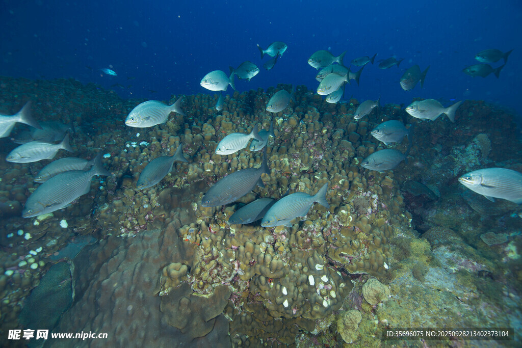海底鱼群环绕珊瑚景象