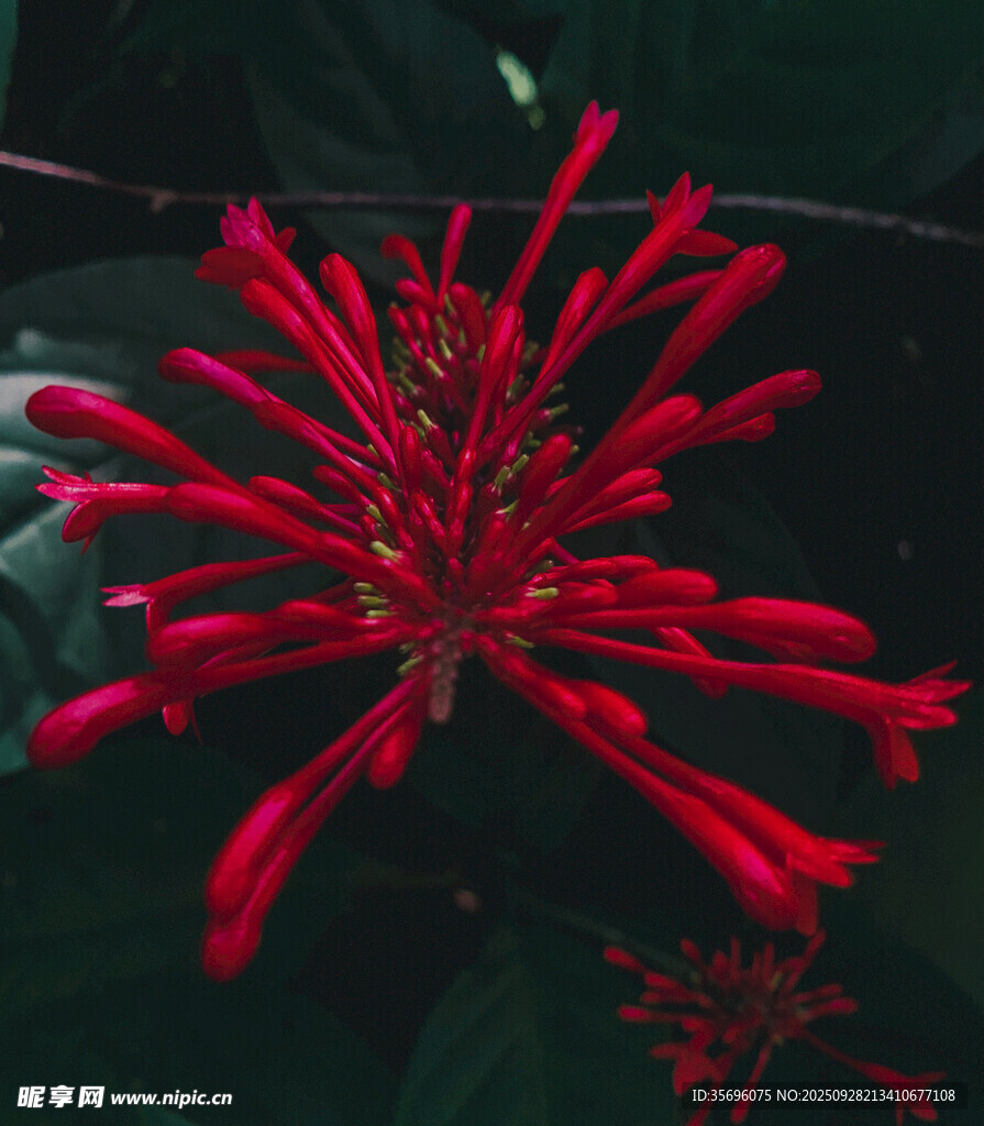 艳丽红色海星状花朵