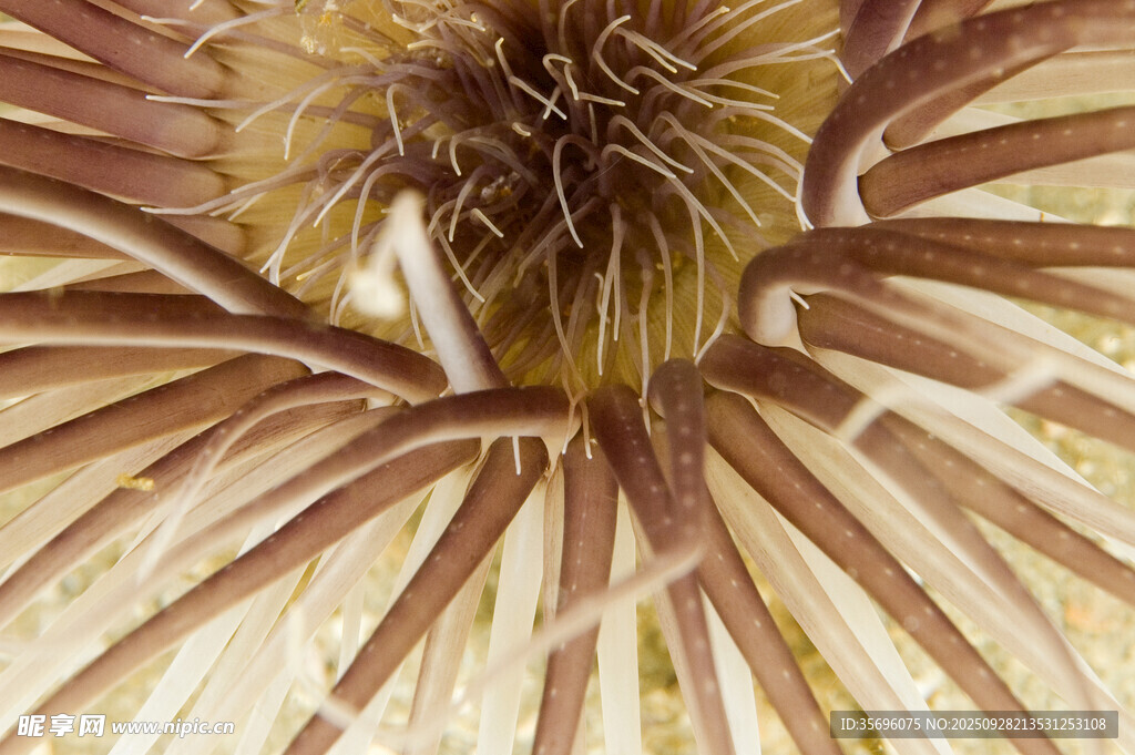 绽放的棕褐色花朵特写