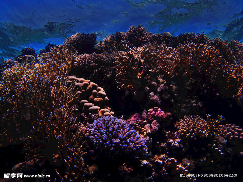 海底绚烂珊瑚景观