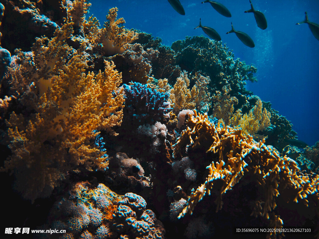 海底绚烂珊瑚与游动鱼类