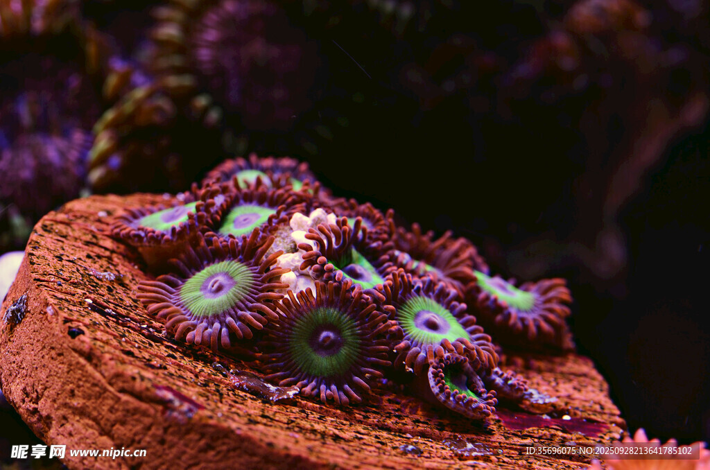 多彩海葵附于礁石上