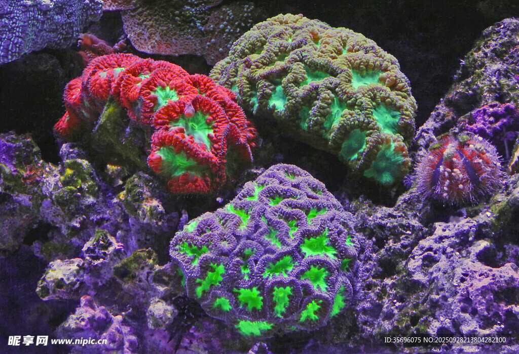 多彩珊瑚展示