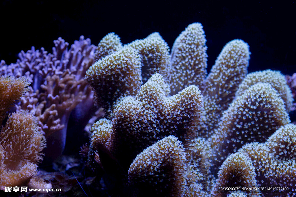 多彩珊瑚海底美丽景观