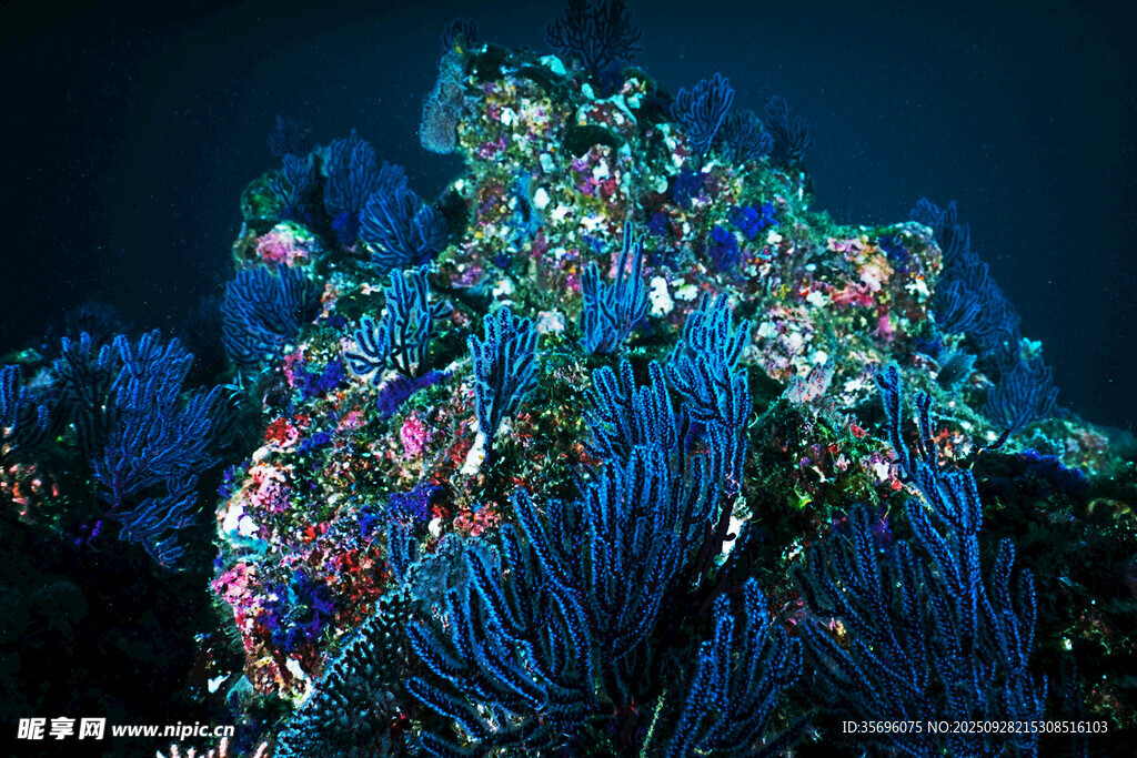 绚丽多彩的海底珊瑚景观