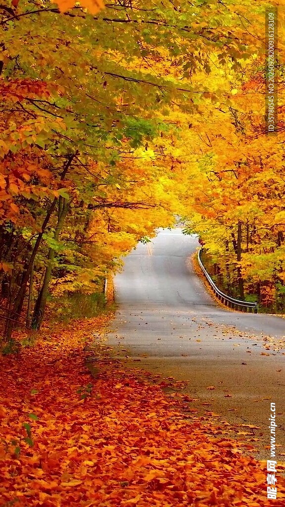 秋日林间蜿蜒的绚丽小路