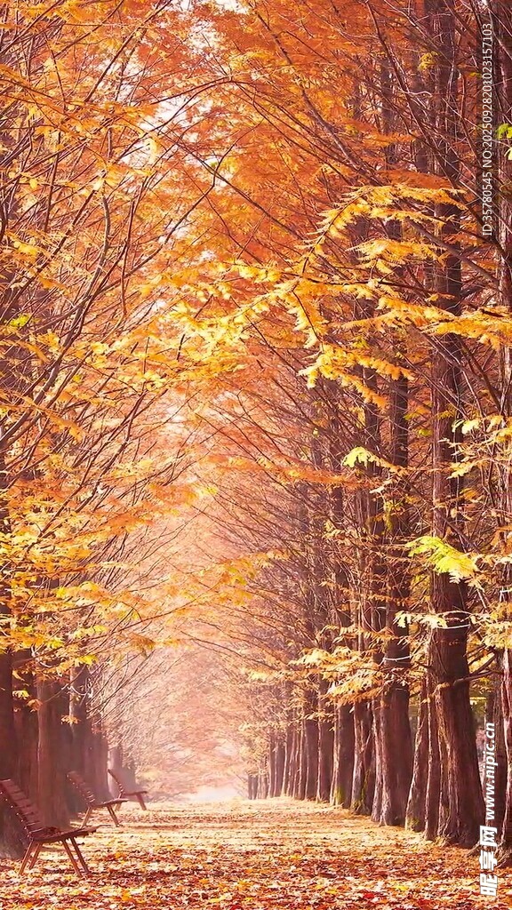 秋日林间小道的斑斓美景