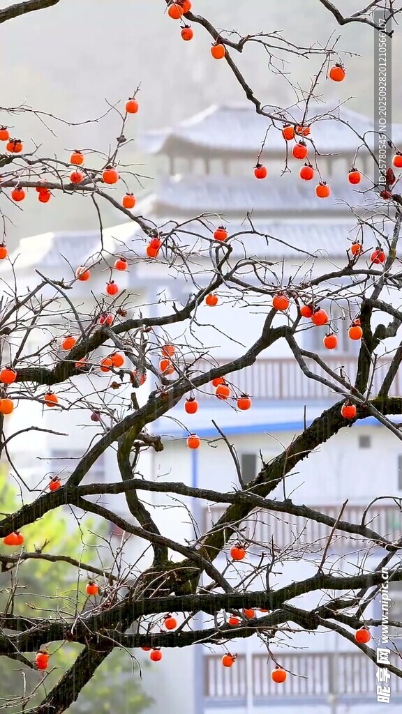 枝头红柿映古朴建筑