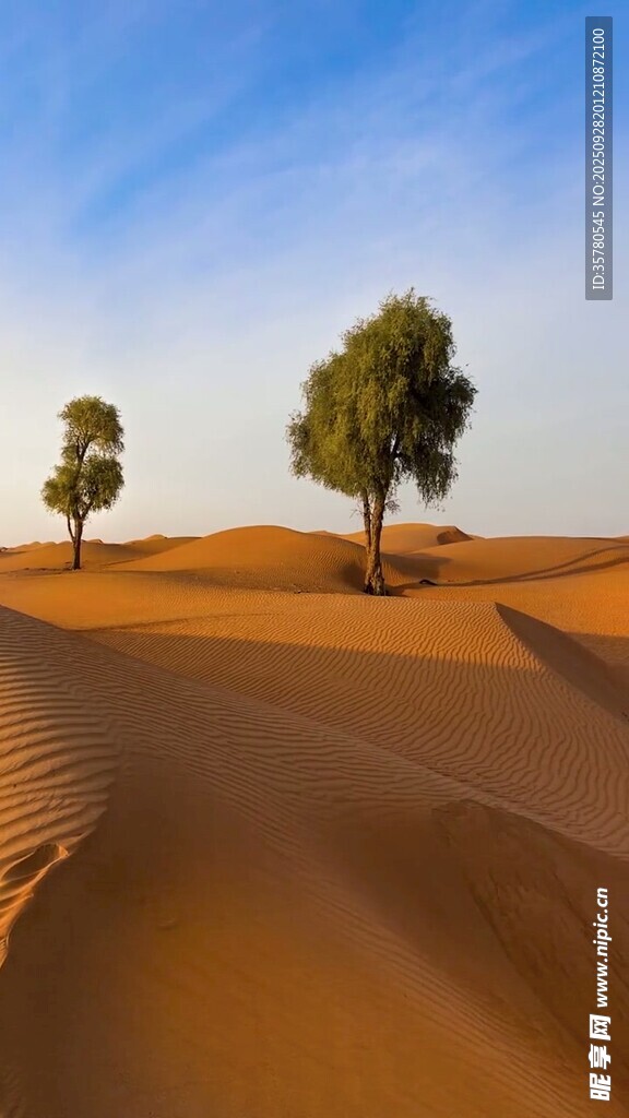 沙漠中挺立的两棵绿树