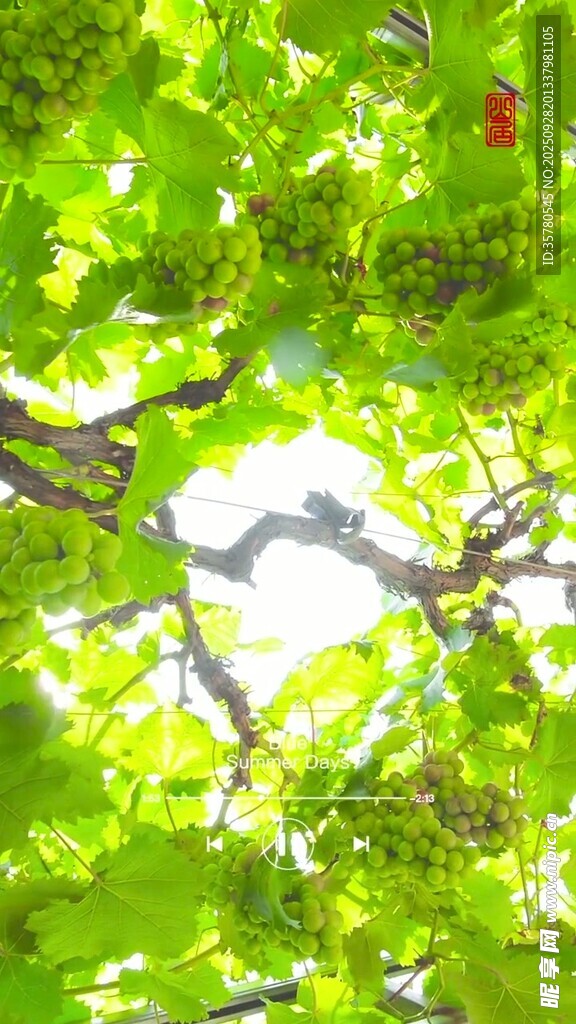 透过绿叶见天空