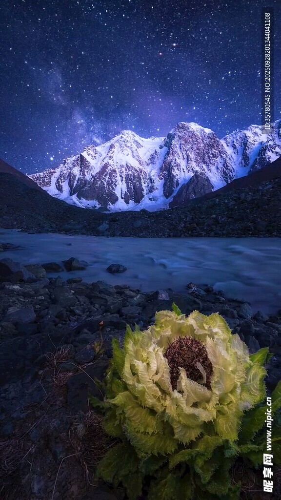 星空下的高山与独特花卉