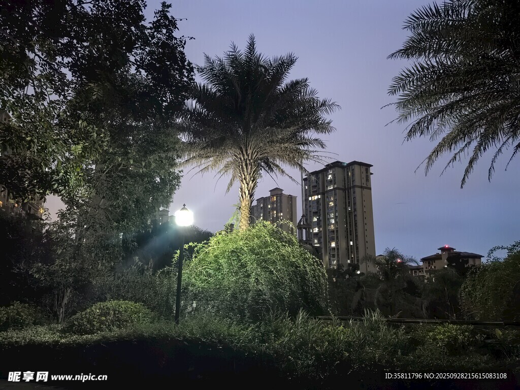 夜幕下的城市绿植景观