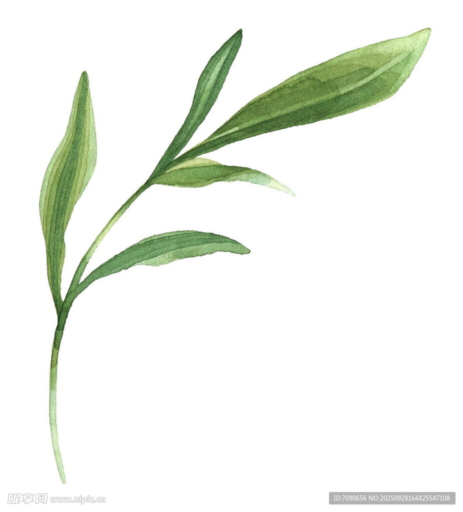 手绘清新绿叶植物元素