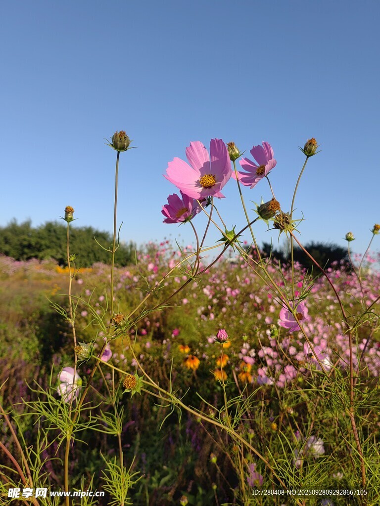 田野中的绚烂波斯菊