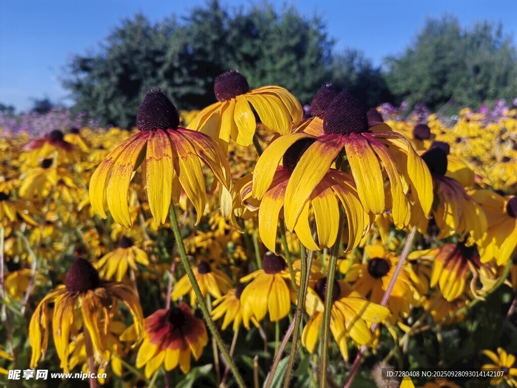 金黄黑心菊绽放的美丽