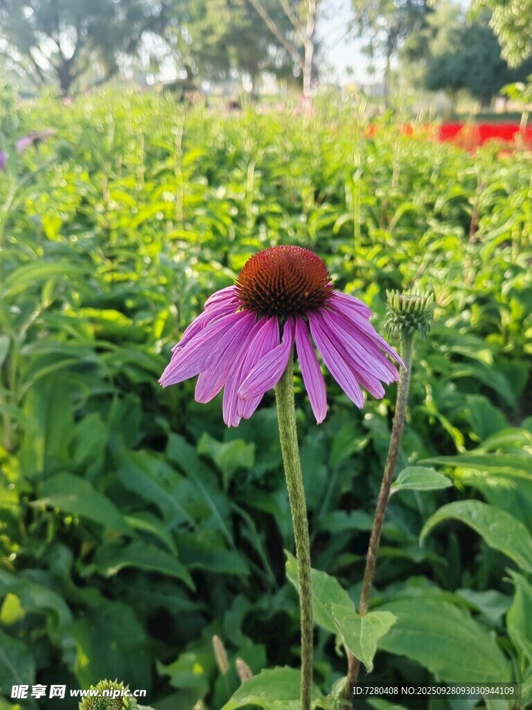 紫色松果菊绽放于绿野