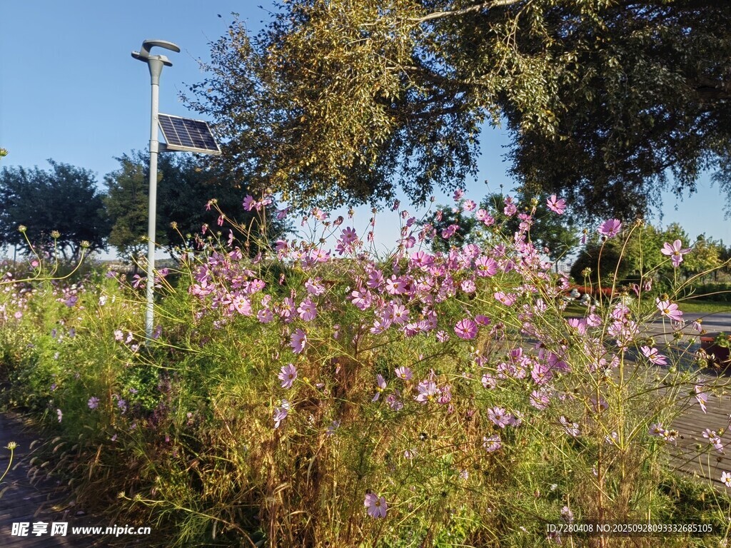 路边绽放的多彩花卉