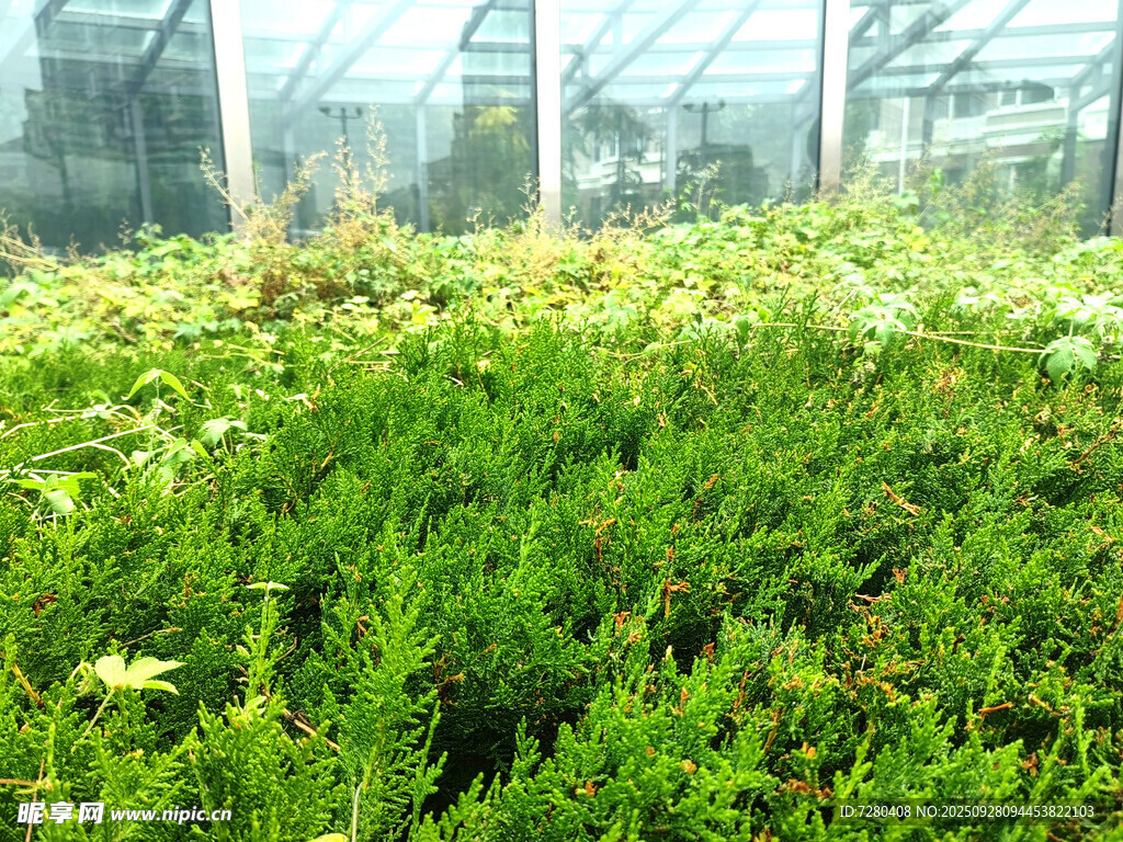 温室中的繁茂绿植