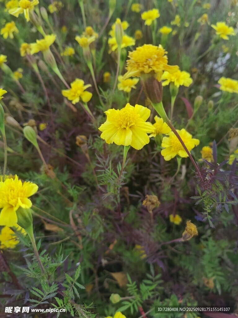 黄色万寿菊绽放的美景