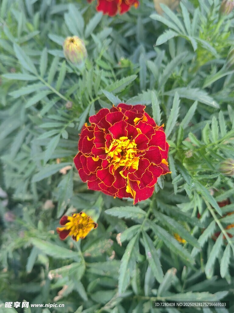 鲜艳红万寿菊绽放绿叶间