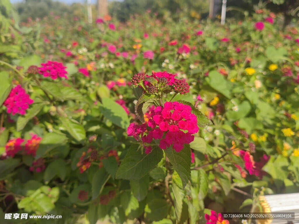 娇艳盛开的红色花卉景观