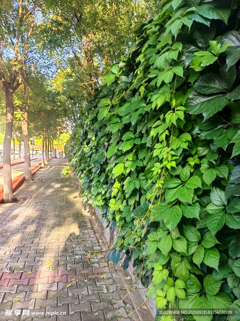 绿叶覆盖的砖石小路