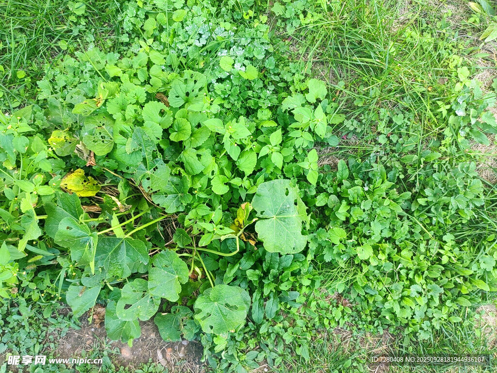 翠绿繁茂的地面绿植景观