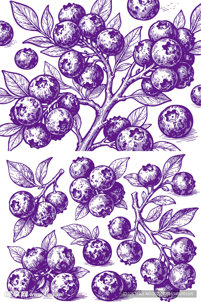 蓝莓果子植物手绘插画